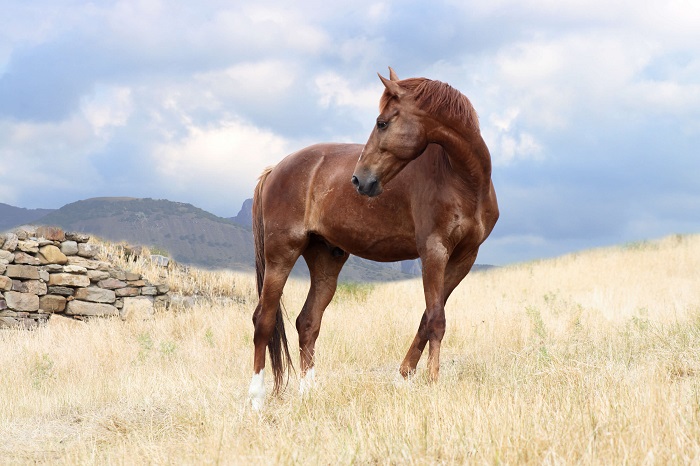 , How to Buy a Horse Property